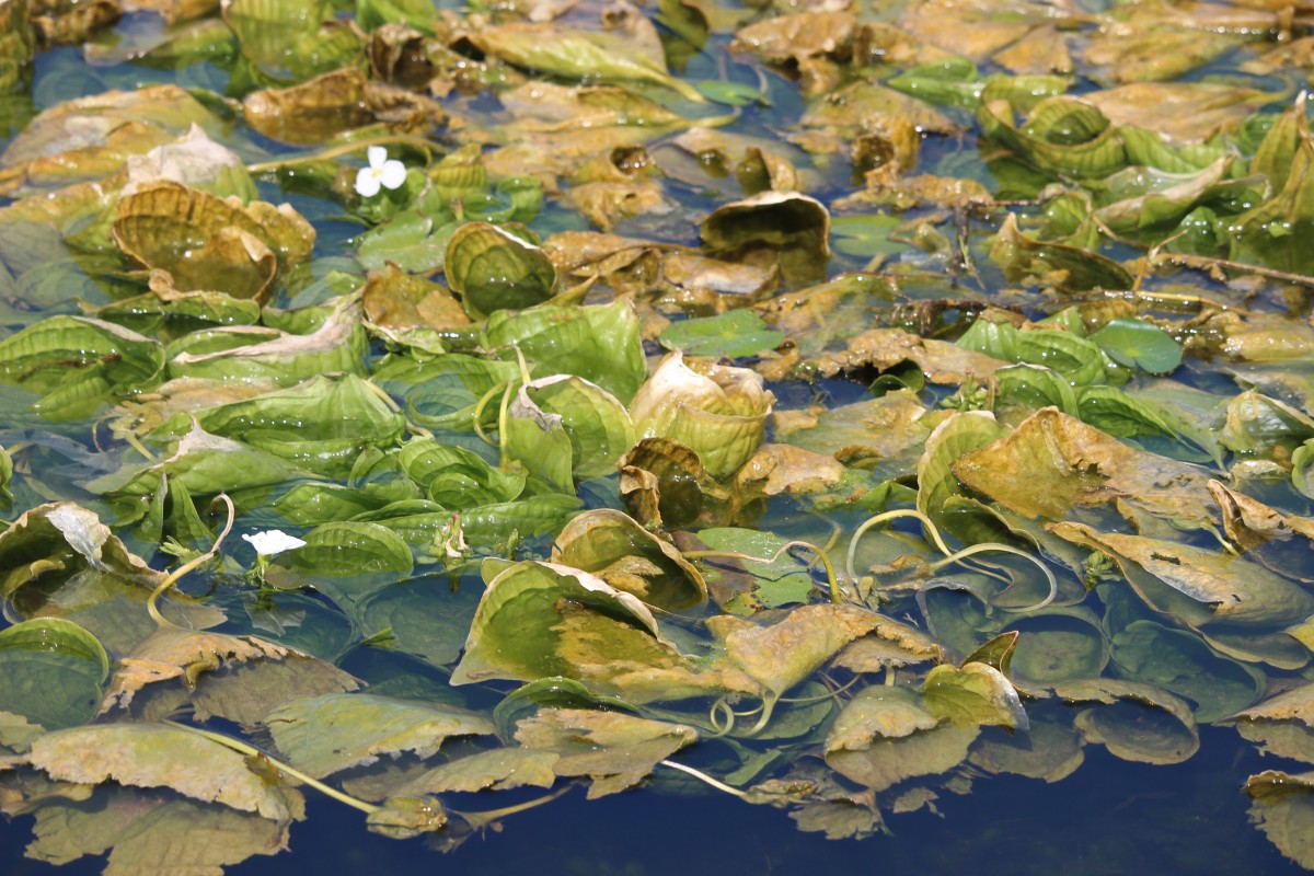 Ottelia alismoides (L.) Pers.